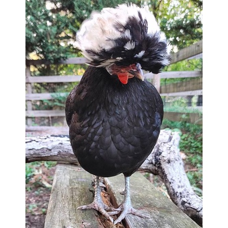 

TELUR AYAM HIAS POLAND BULU WALIK