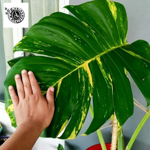 Tanaman Hias Philodendron Monstera Epipremnum Aureum | Sirih Gading Kuning Jumbo | Yellow Variegata Varigata Variegated