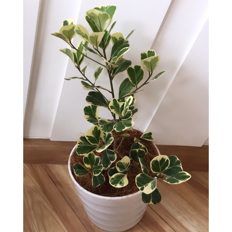 Ficus Triangularis Variegata include pot putih 25cm