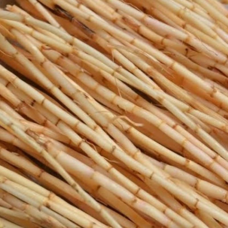 

kualitas terbaik - Akar alang-alang - akar herbal berkhasiat tinggi