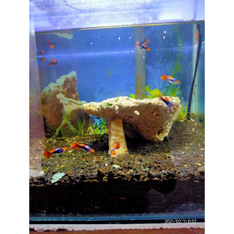 ikan Guppy tuxedo koi