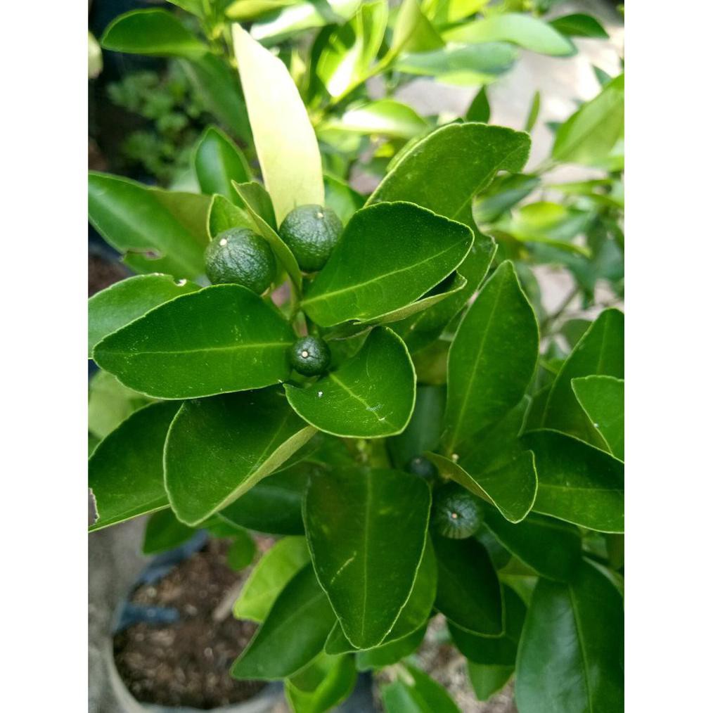 #_# Sudah Berbuah Bibit Tanaman Buah Jeruk Kip - Lemon Cui - Kasturi - Jeruk Kunci - Kitna Songkit