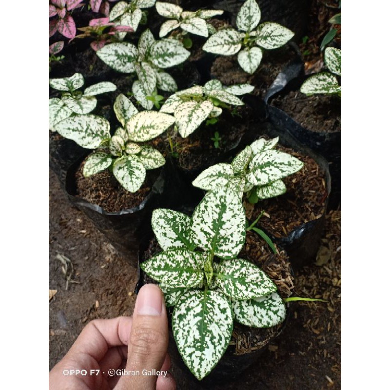 hypostes/tanaman hias kecil/tanaman hias indor