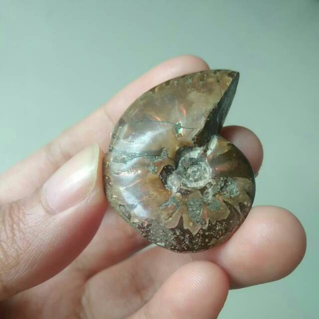 Fossil Ammonite B - Fosil