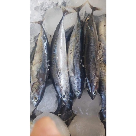 

Ikan Tongkol Segar harian 1kg