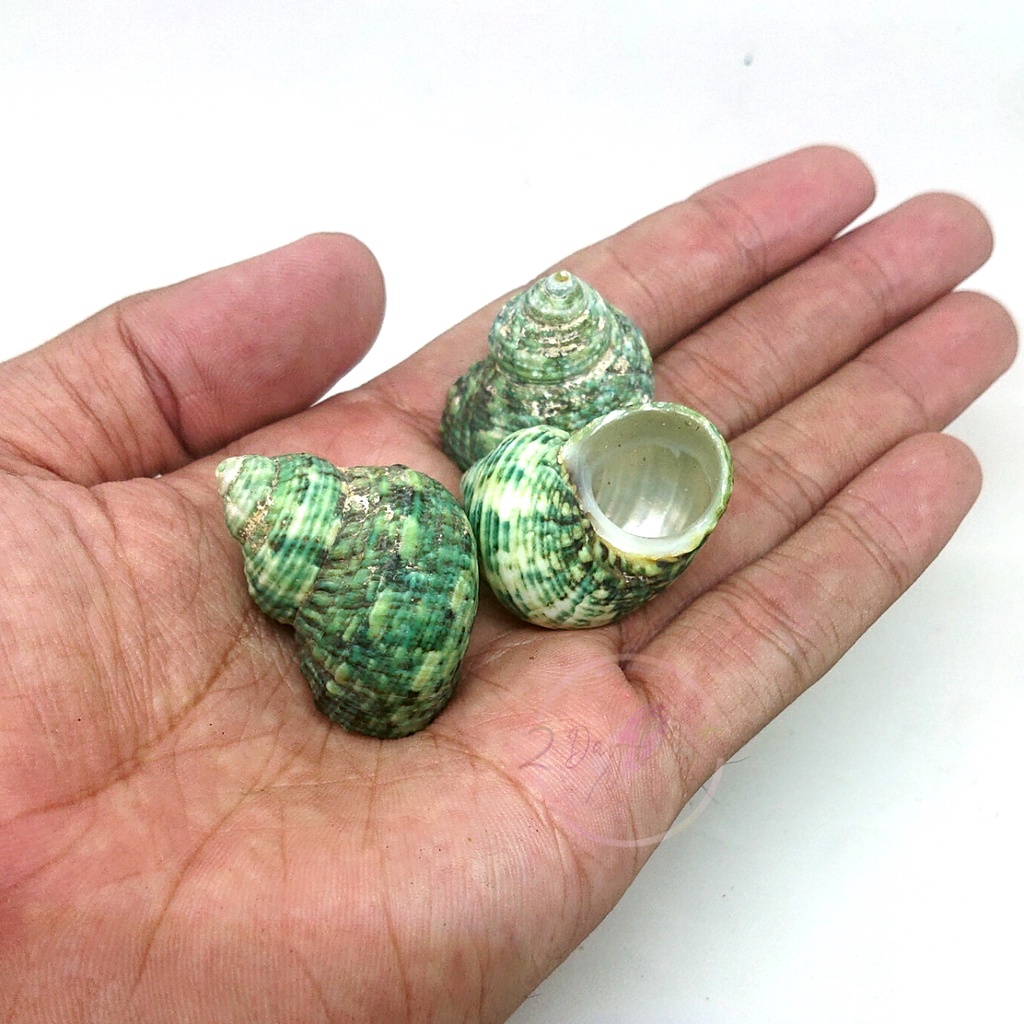 3pcs Cangkang Kerang Hias Hijau - Kulit Kerang