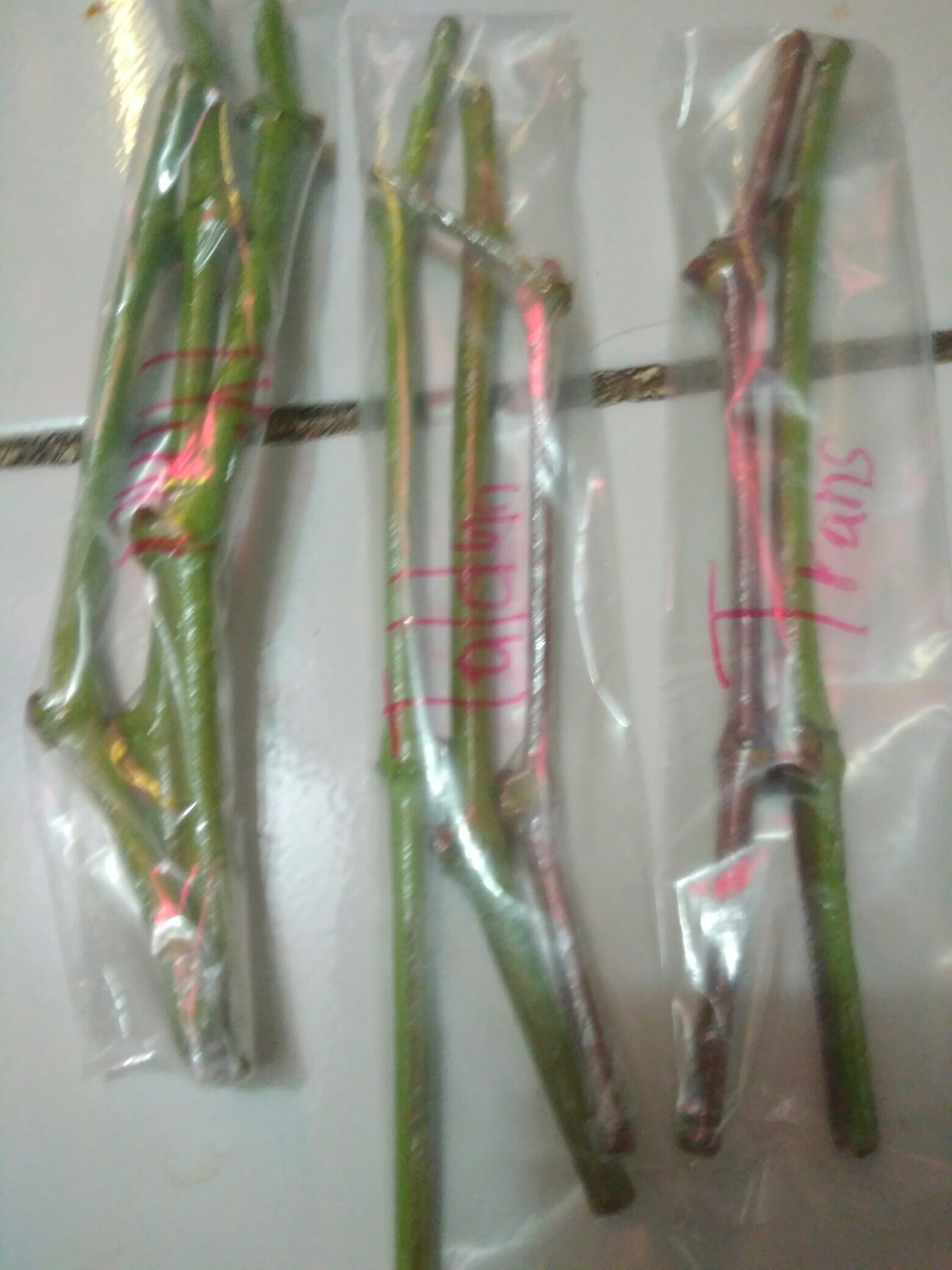 Parafilm M, Untuk Grafting/okulasi Ukuran 4 X 10 (10cm X 25cm)