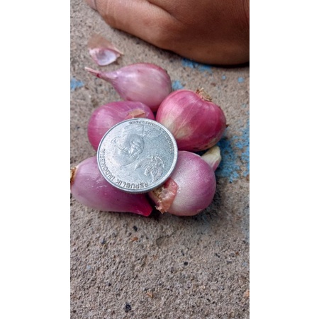 

Bawang Merah PREMIUM [500 g]