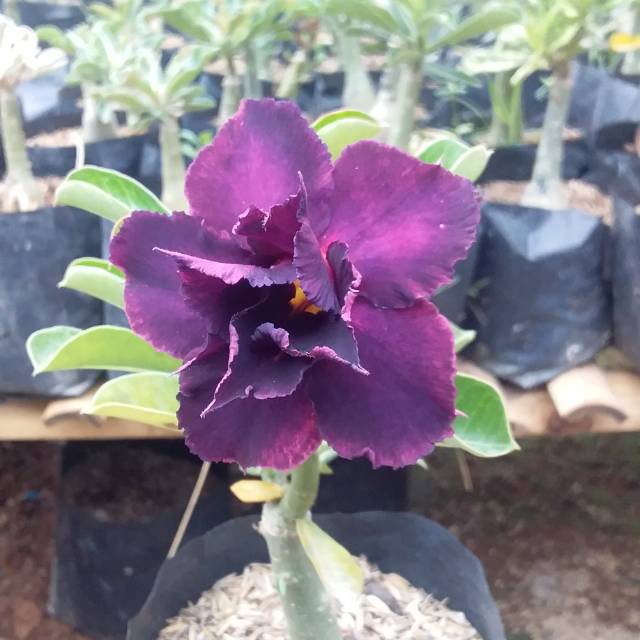 Bibit Adenium tumpuk size A