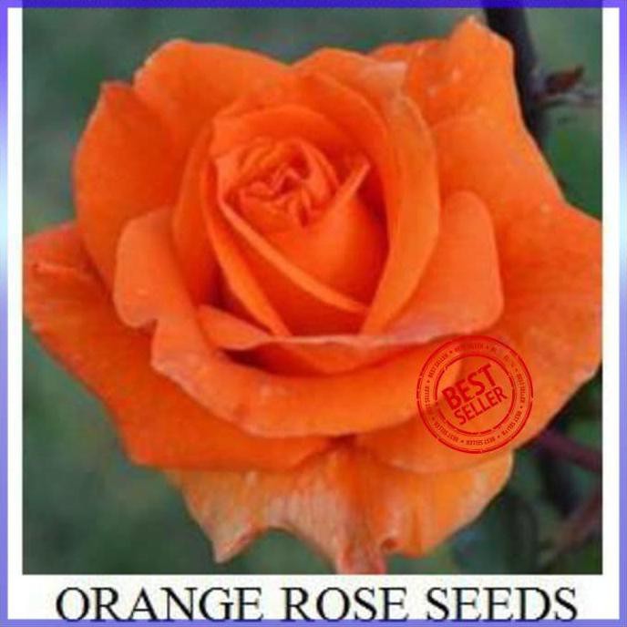 Bibit Tanaman Bunga Mawar Orange Import Benih Bibit Tanaman Hias Restock*