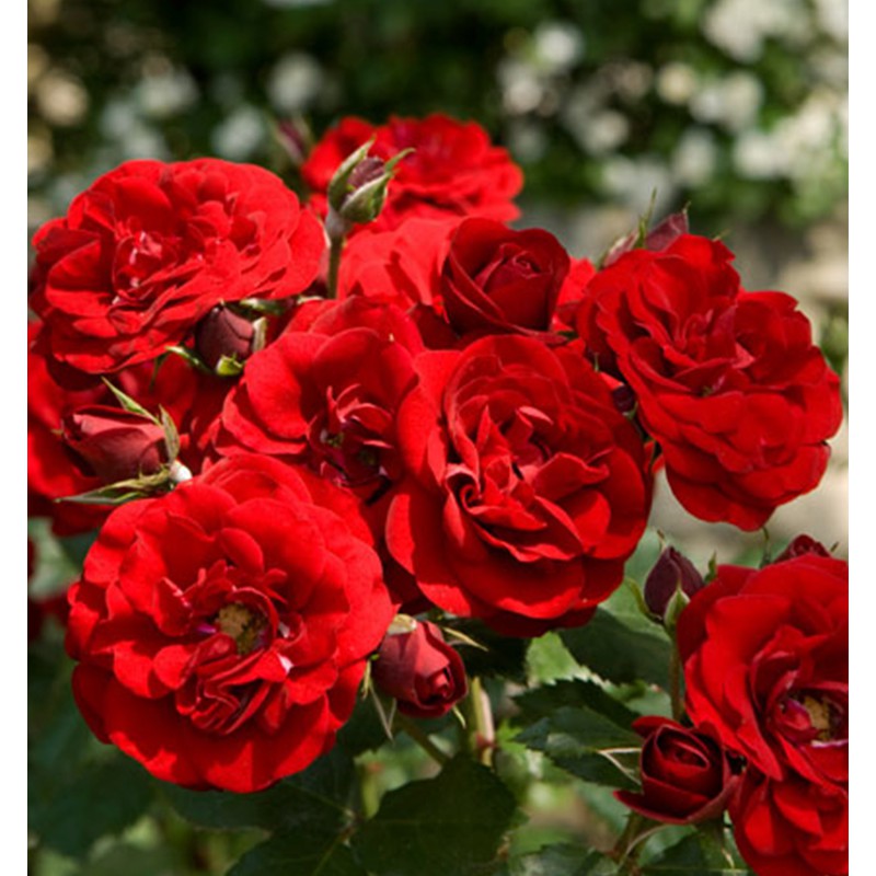 Tanaman Bunga Mawar Floribunda Merah