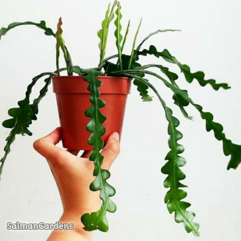 Tanaman gantung wijaya kusuma keris / wijaya kusuma keris / wijaya kusuma gergaji