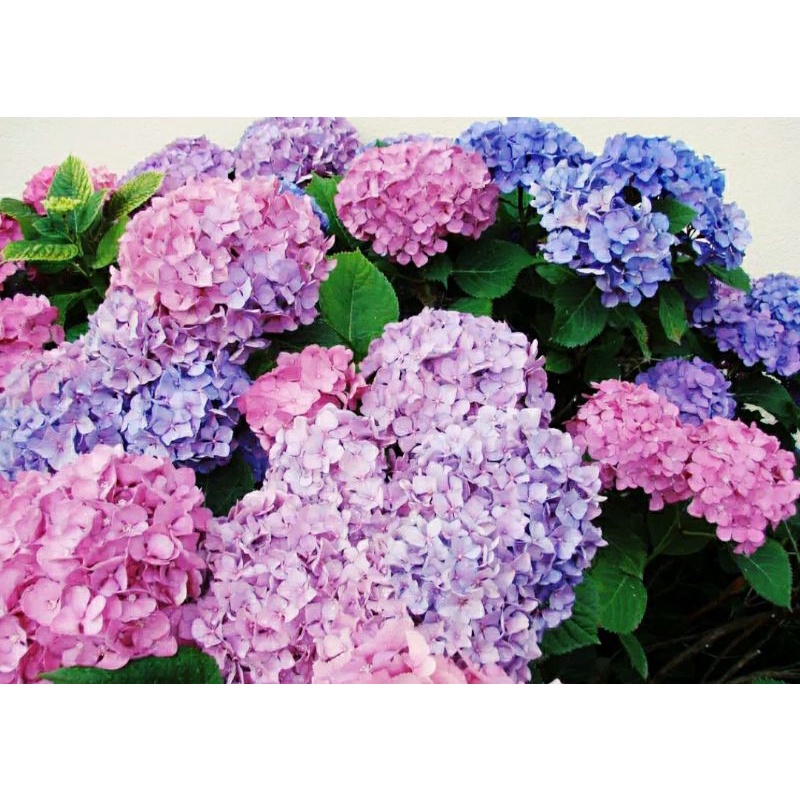 TANAMAN BUNGA BERONDONG BERBUNGA  (HORTENSIA)  COD PROMO TANAMAN YG BERBUNGA