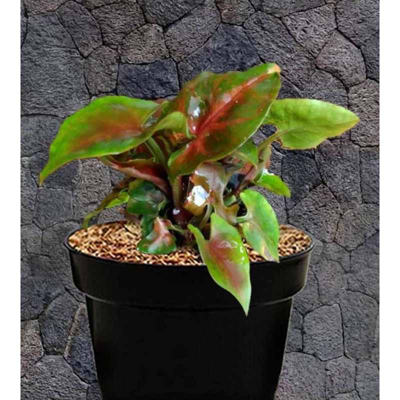 tanaman hias mini syngonium Maria allusion