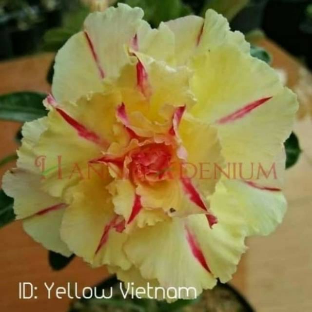 

Bibit Bunga Kamboja Adenium Yellow Vietnam