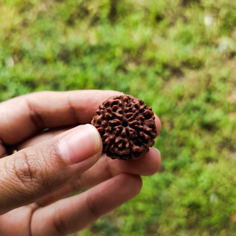 Rudraksha jenitri mukhi 7 original