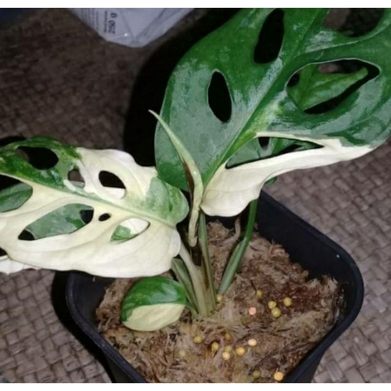 janda bolong varigata