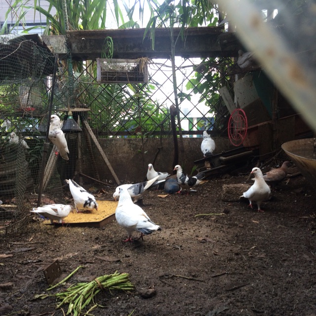 Burung Merpati Se Ekornya Warna Acak Shopee Indonesia