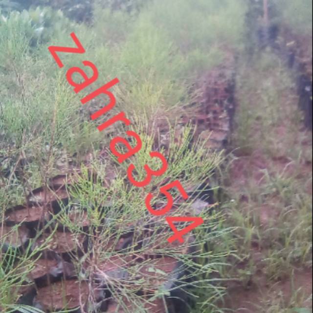 BIBIT POHON CEMARA UDANG 1,5  METER // POHON CEMARA HIAS // BAHAN BOSAI