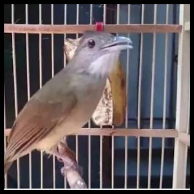 Burung kapas tembak gacoran