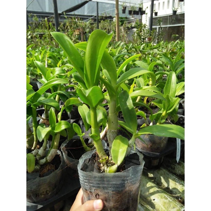 grosir dendrobium dewasa banyak id warna