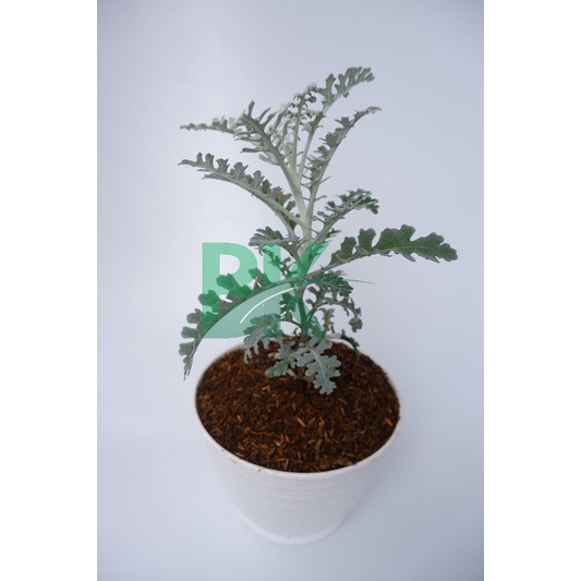 Silver dust daun kecil - TANAMAN SILVER DUST PRODUK PUTRI SALJU Daun Runcing bunga kembang hias murah