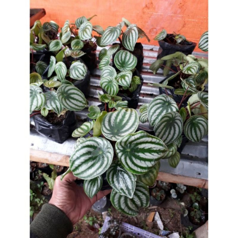paperomia water melon tanaman indoor