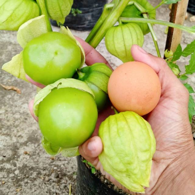 Benih Ciplukan jumbo