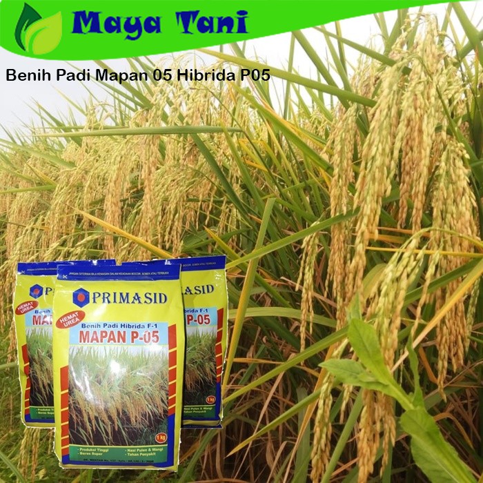 Benih Padi Mapan 05 Hibrida P05 Asli