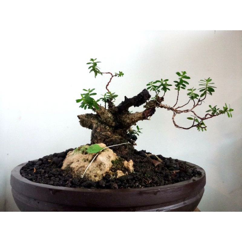Bahan Bonsai Santigi on the rock