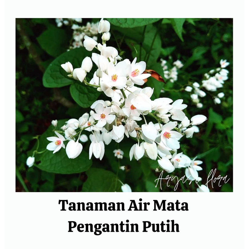 Tanaman Bunga Air Mata Pengantin Putih/Bunga Air Mata Pengantin
