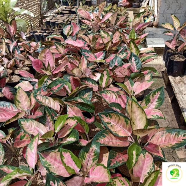 Aglonema Kochin Hibrid