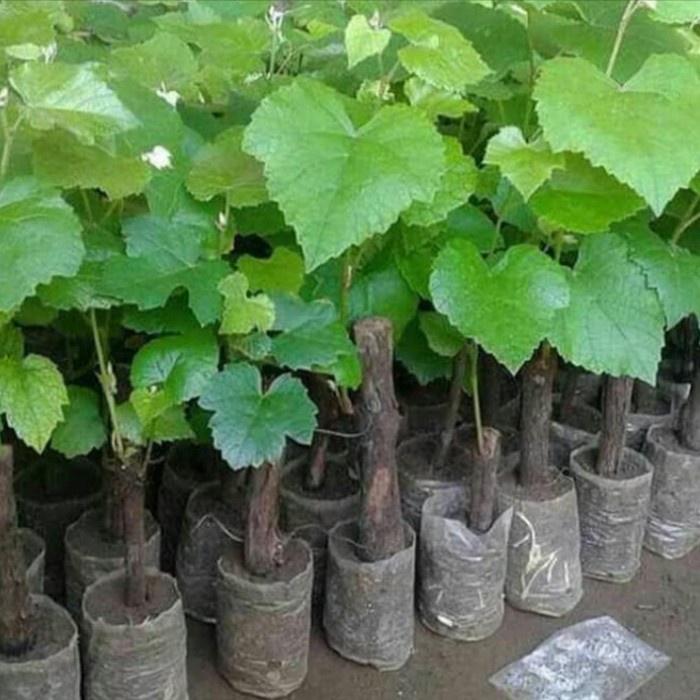 Bibit Pohon Buah Anggur Merah Tanaman Buah Pohon Anggur Merah