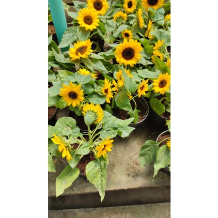 Tanaman Bunga Matahari Hidup / Bunga matahari  mini/ realpict