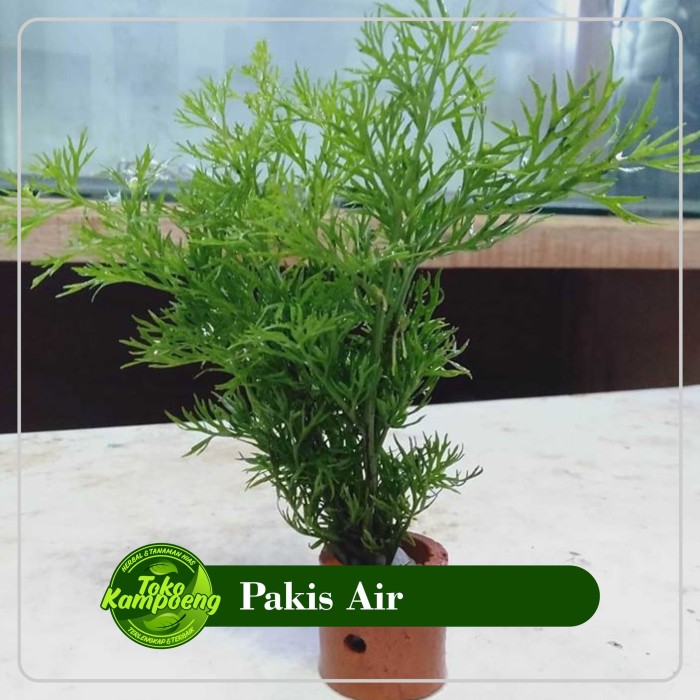 Pakis air (Tanaman Aquascape)