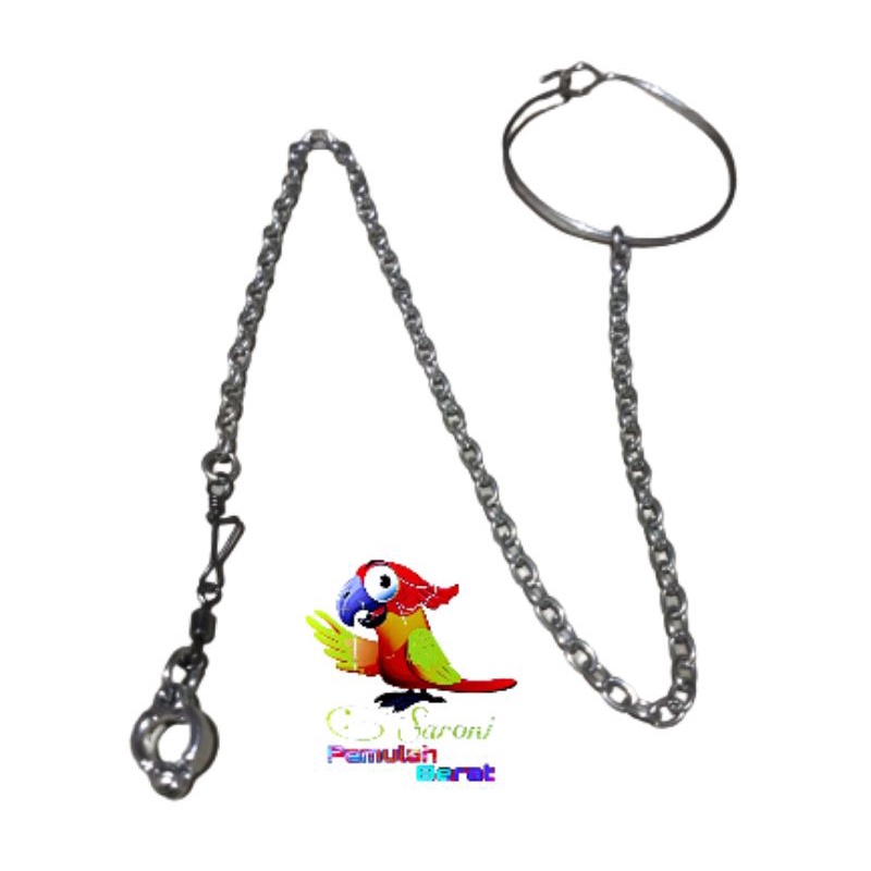 RANTAI FALK RANTAI PARKIT AUSTRALIA RANTAI BURUNG FALK RANTAI PARKIT AUSTRALIA RANTE FALK RING BORGO