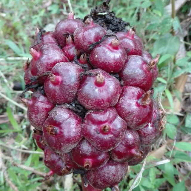 

buah honje per kg
