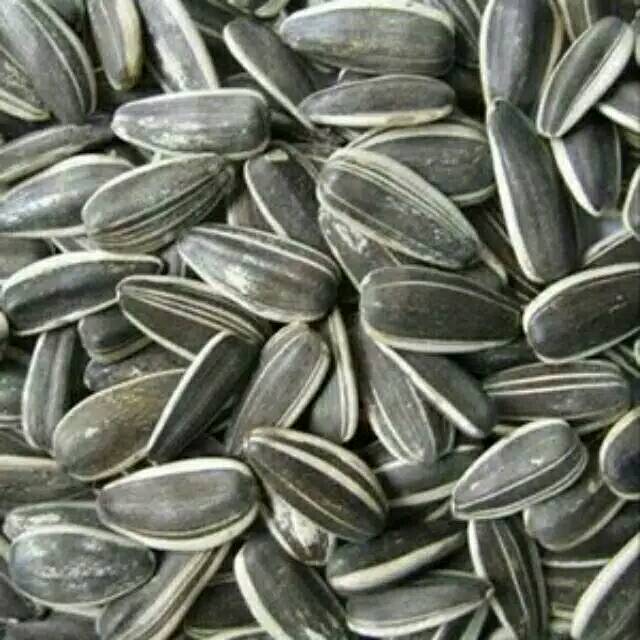 

Kuaci Biji Matahari Original