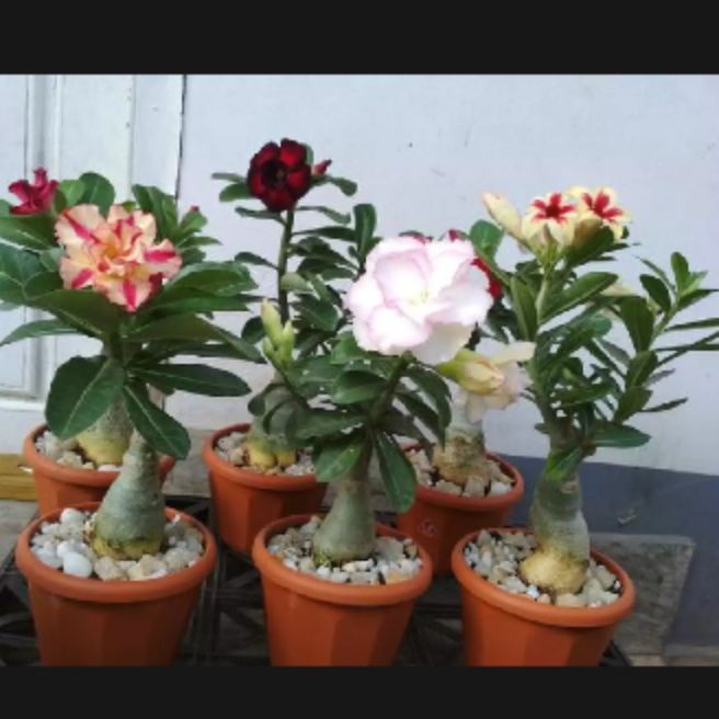 

bibit andenium Kamboja Jepang