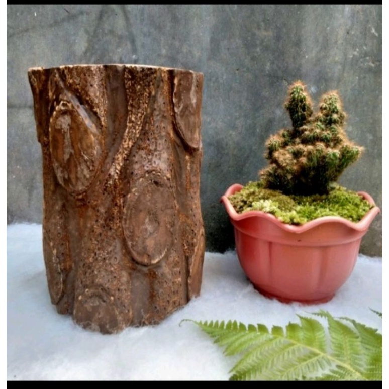 Pot Tanaman Batang Pakis Paku Tihang