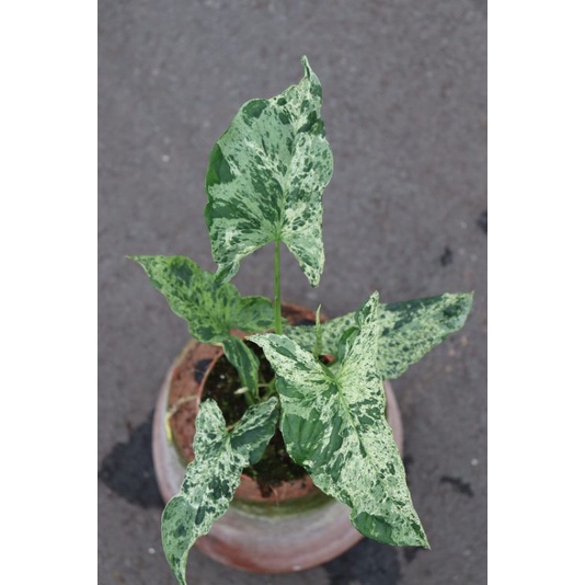 Syngonium Mojito / Singonium Mojito Mottled