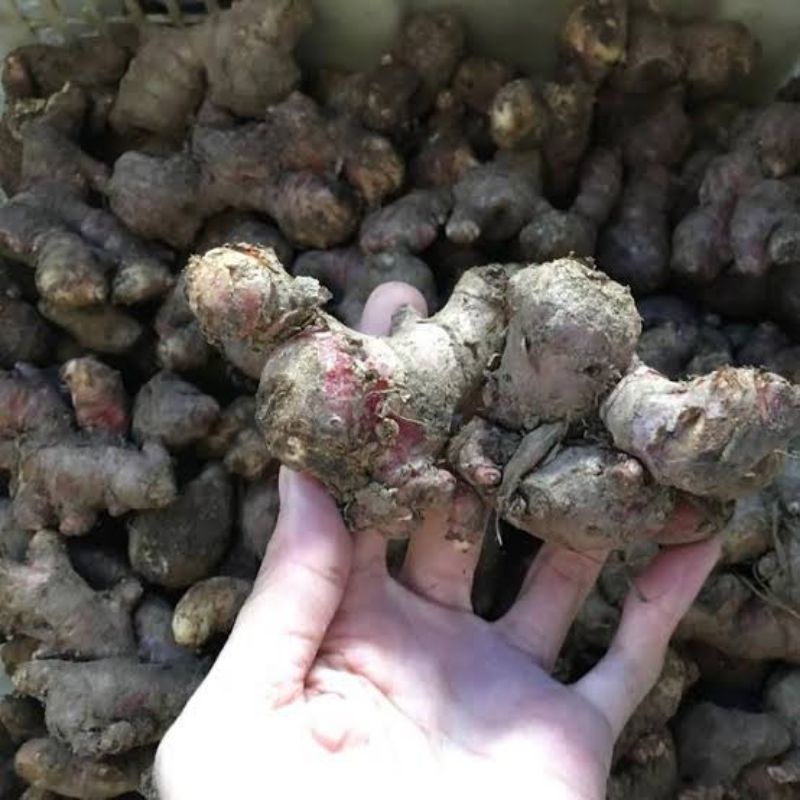 

JAHE MERAH 1KG/JAHE MERAH SEGAR/JAHE MERAH MEDAN