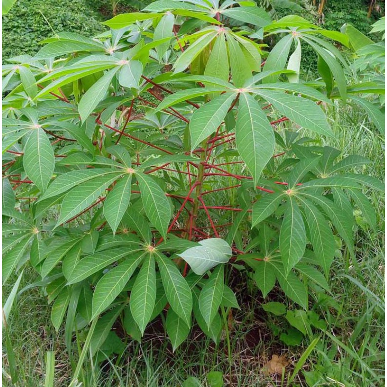 

daun singkong per ikat (fresh organik)