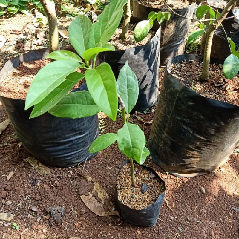 Pohon Alpukat Mentega Super