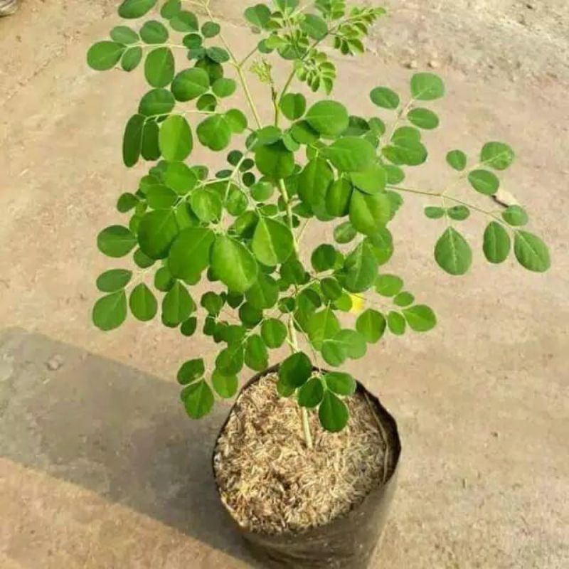 Bibit pohon kelor - pohon kelor