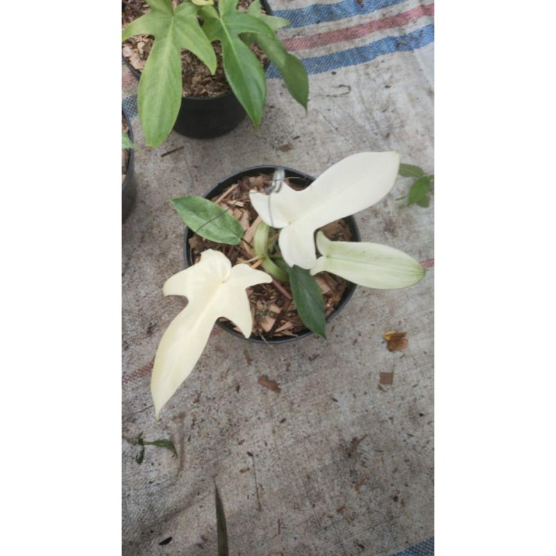 phillodendron florida ghost mint / tanaman phillo florida ghost mint