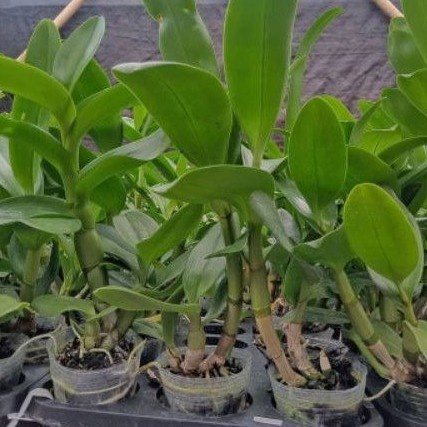 tanaman hias anggrek dendrobium black papua-anggrek hitam dendro siap BERKUALITAS