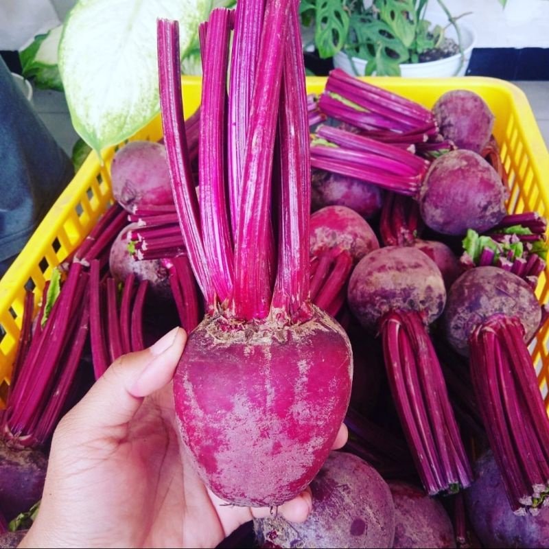 

Buah BIT BEET ROOT FRESH LANGSUNG KEBUN 1 KG