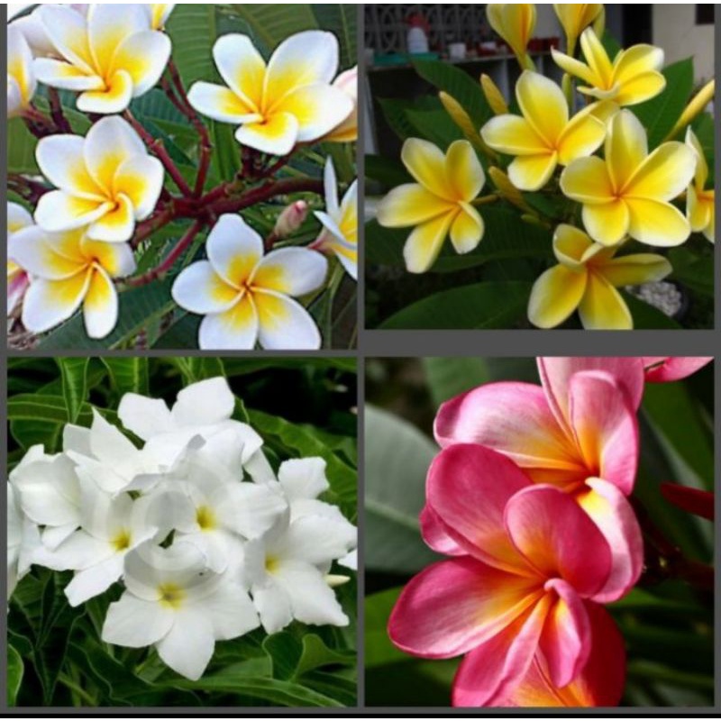 stek plumeria kamboja Bali bunga putih,kuning,pink