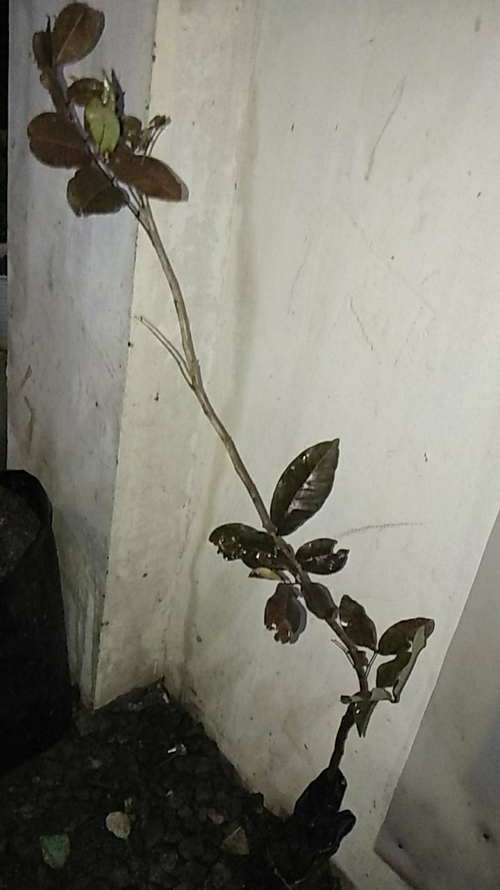 Klengkeng Merah Murah Mriyah Okulasi